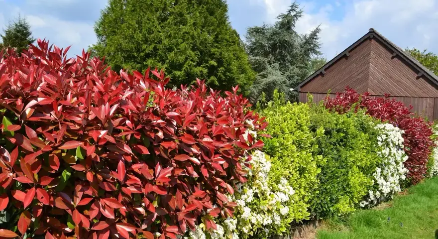 Un magnifique parterre de photinias aux feuilles rouges vives, avec des arbustes verts et blancs. L'arrosage est essentiel pour leur éclat.