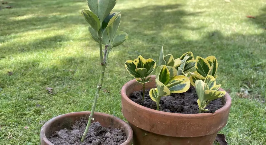 Deux boutures de fusain, l'une plantée seule dans un pot, l'autre en groupe dans un pot plus grand, sur fond d'herbe verte.