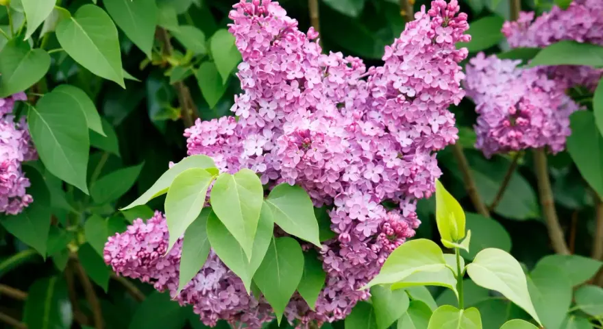 Gros plan sur une grappe de fleurs de lilas violettes et roses, avec des feuilles vertes vives. La taille lilas est parfaite pour un bouquet printanier.