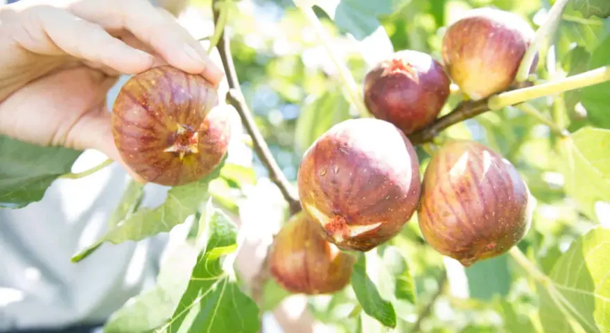 Main d'une personne récoltant des figues mûres sur un figuier. L'un des inconvénients du figuier est que les fruits peuvent attirer les guêpes.