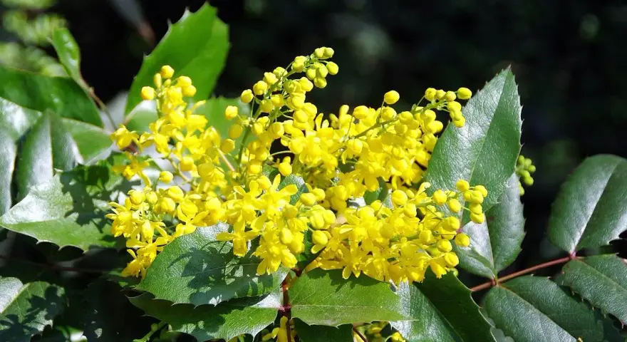 Grappe de fleurs jaunes vives sur un mahonia aux feuilles vertes dentelées. La taille du mahonia est impressionnante, avec des grappes florales généreuses.