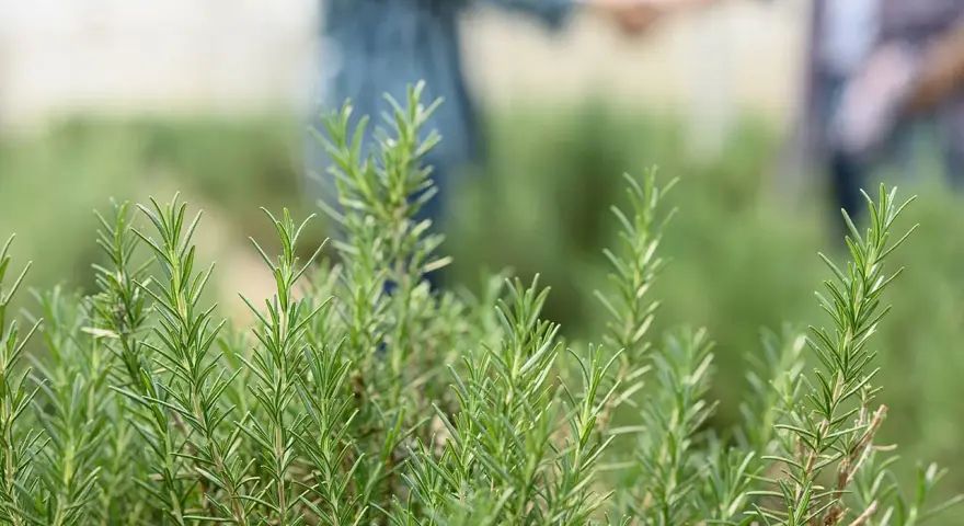 Des brins de romarin frais, prêts à être plantés, avec deux personnes se tenant la main en arrière-plan flou.