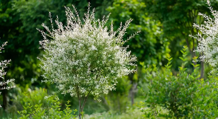 Un jeune saule crevette, avec ses feuilles blanches et vertes, s'épanouit dans un jardin luxuriant.