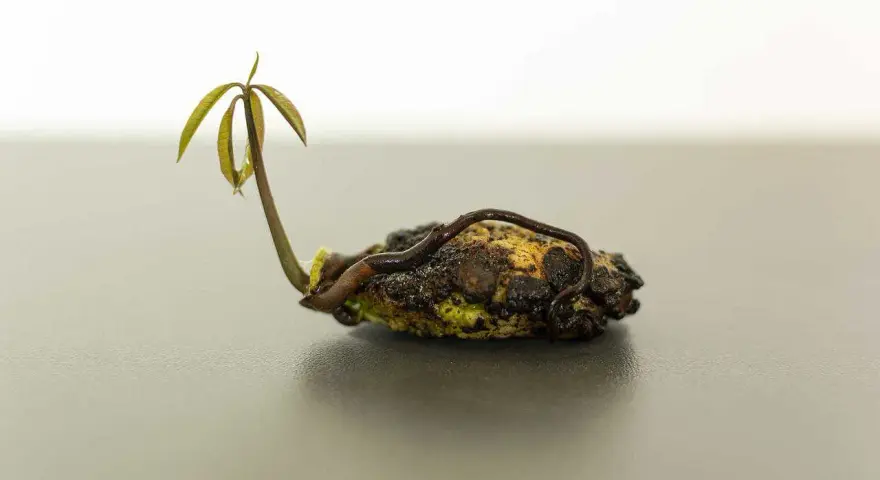Un jeune plant de manguier émerge d'un noyau de mangue, ses premières feuilles vertes se déployant timidement.