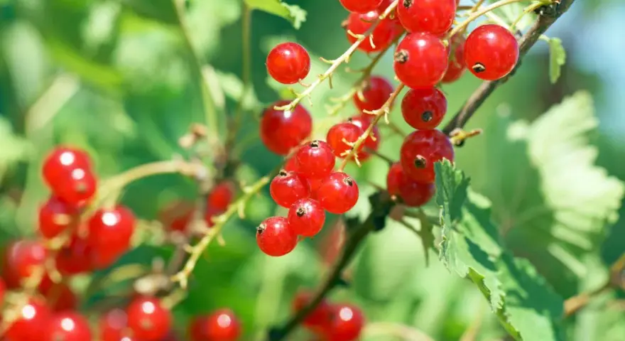 Groseilles rouges mûres sur une branche. Le moment idéal pour savoir quand tailler un groseillier est après la récolte.