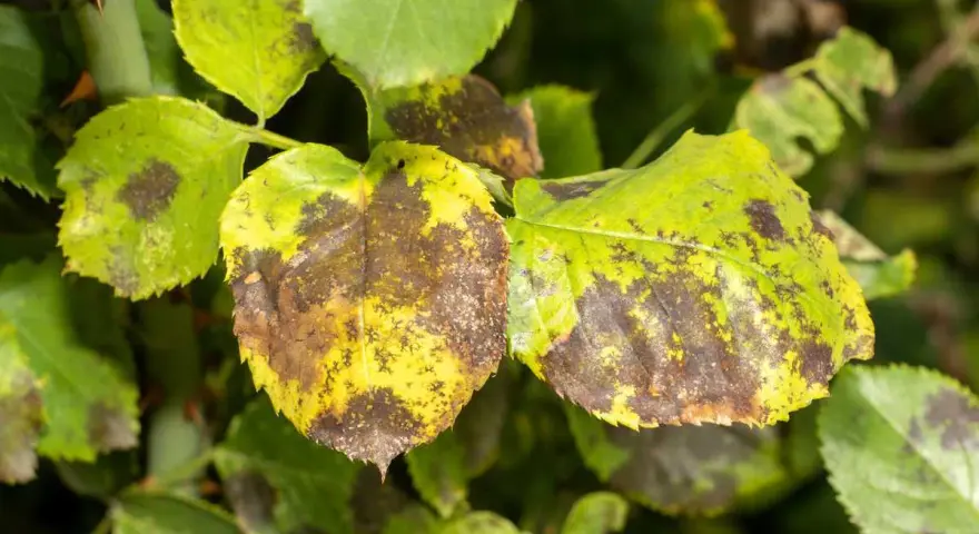 Feuilles de rosier atteintes de taches noires, signe qu'il faut savoir comment traiter les rosiers pour les sauver.