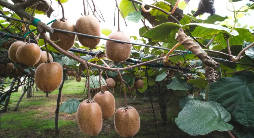 Gros kiwis mûrs pendent des branches, prêts à être récoltés. La taille du kiwi en hiver est une étape clé pour la future récolte.