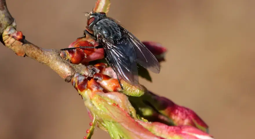 Mouche du cerisier sur un bourgeon. Le sulfate de fer, utilisé pour le traitement du sol, pourrait aider à prévenir les infestations.