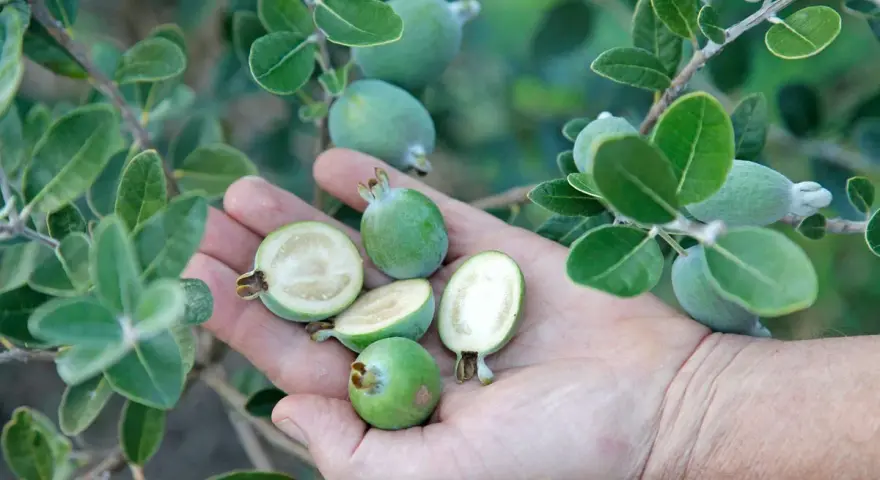 Une main tient plusieurs fruits verts, dont certains coupés en deux révèlent leur chair blanche. Ces fruits sont la goyave, mûrs sur leur branche feuillue.