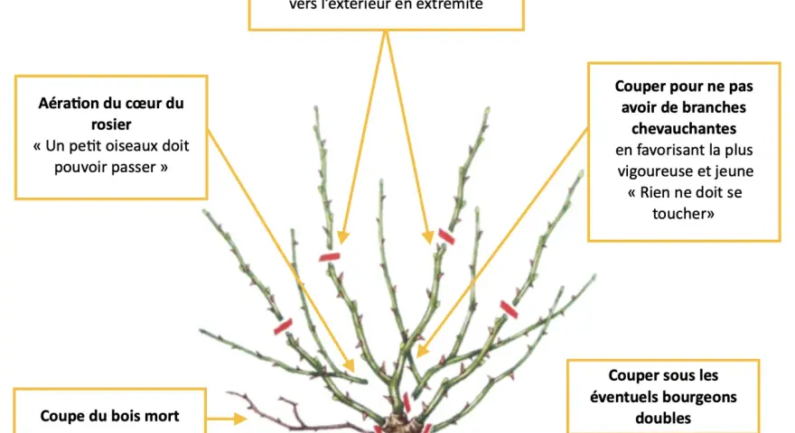 Illustration expliquant comment tailler un rosier : aérer le cœur, couper le bois mort, supprimer les branches qui se touchent et choisir des bourgeons extérieurs.