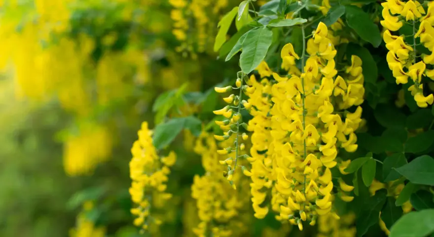Grappes de fleurs jaunes vives, typiques du cytise, tombant en cascade sur un fond verdoyant.