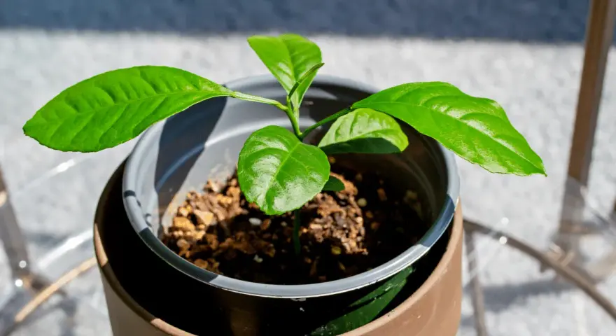 Jeune bouture de citronnier aux feuilles vertes et brillantes, en pot, prête à grandir.