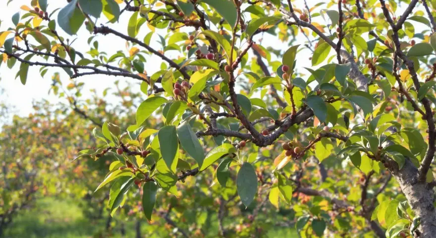 Rameaux d'un arbre fruitier, avec de petites baies rouges et des feuilles vertes. La taille pecher est en cours pour favoriser la future récolte.