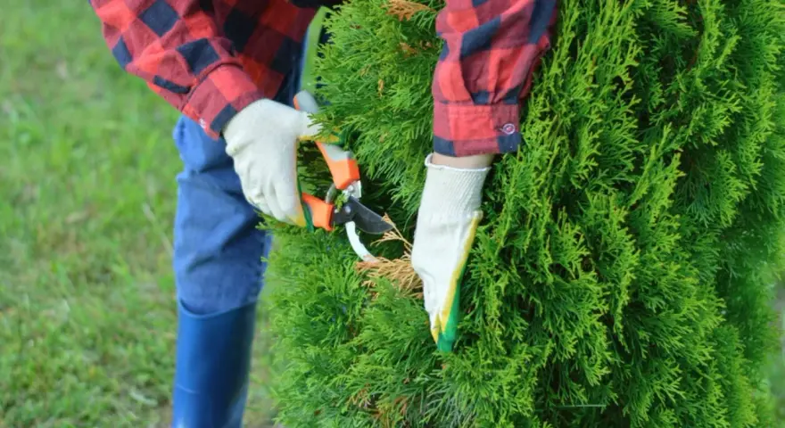 Personne en gants blancs taillant un cyprès avec des sécateurs. Le jardinier porte une chemise à carreaux rouge et bleue et des bottes bleues.