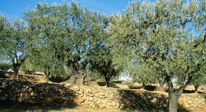 Un champ d'oliviers sous un ciel bleu. Un muret de pierres sèches borde le terrain, prêt pour l'arrosage de l'olivier.