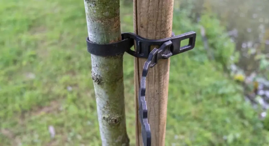 Un jeune arbre est solidement attaché à son tuteur par une sangle noire.