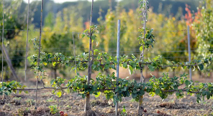 Un jeune cerisier en espalier, taillé pour pousser horizontalement le long de fils de fer, promet une récolte future.