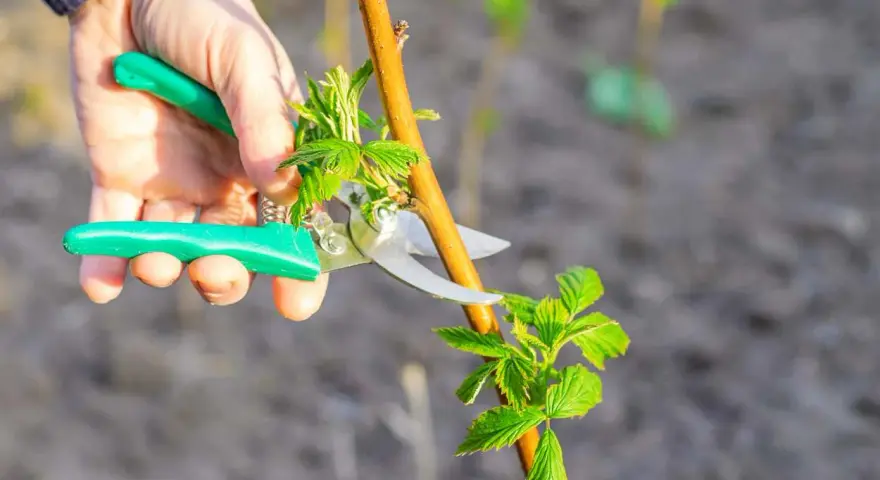 Main verte tenant un sécateur pour tailler une jeune pousse de framboisier.