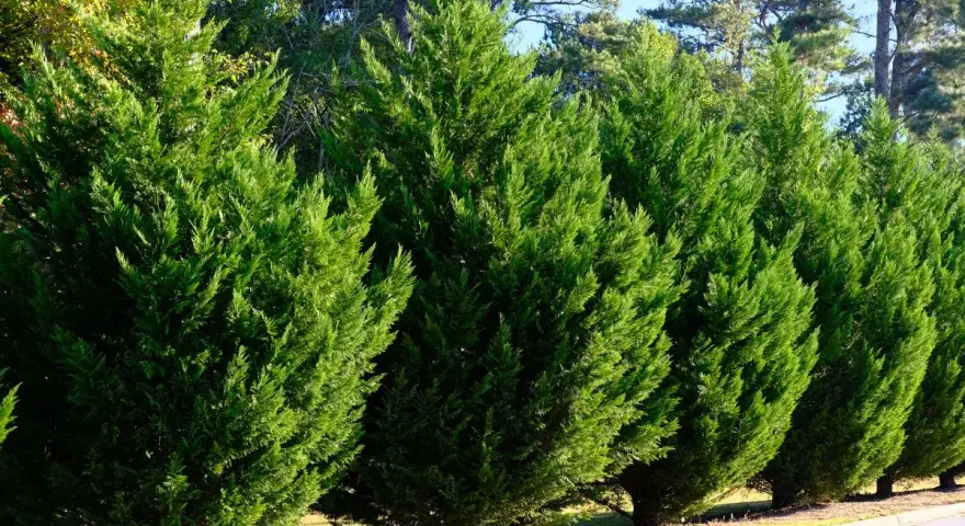 Rangée de cyprès verts, denses et bien taillés. Ces arbres sont magnifiques, mais leurs inconvénients incluent une croissance lente et une sensibilité à certains parasites.