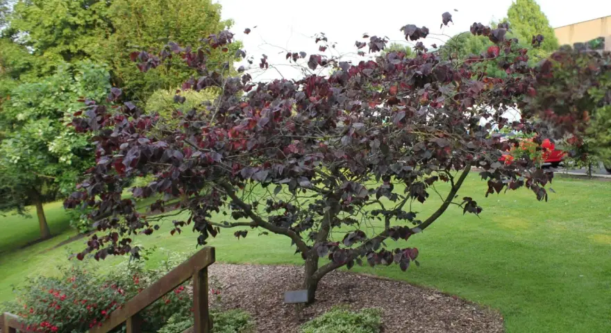 Arbre de Judée hiver, ses feuilles pourpres contrastent avec le vert de la pelouse.