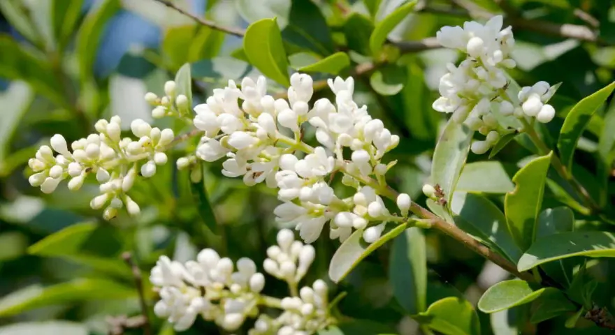 Grappes de petites fleurs blanches écloses sur une haie de troène, avec des feuilles vertes luxuriantes en arrière-plan.