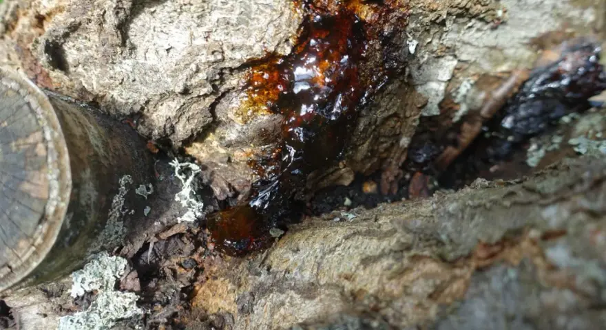 Goutte de résine ambrée suintant d'un tronc d'arbre, signe d'un chancre cerisier.