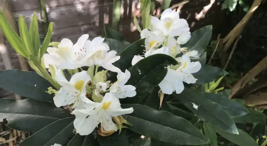 Gros plan sur des fleurs de rhododendron blanches avec des touches de jaune, mises en valeur par une exposition ensoleillée.