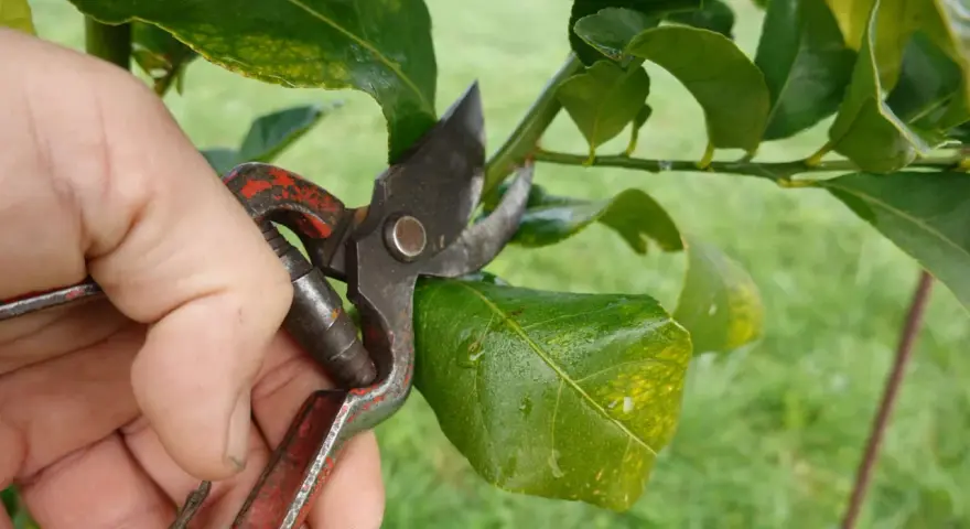 Main d'un jardinier utilisant un sécateur pour la taille d'un oranger, coupant une petite branche.