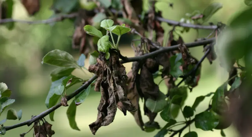 Feuilles de pommier mortes et vertes, signe d'un traitement nécessaire.