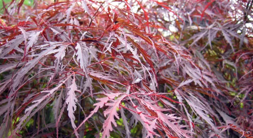 Feuilles déchiquetées d'un érable du Japon, aux teintes pourpres et rosées, évoquant une possible maladie.