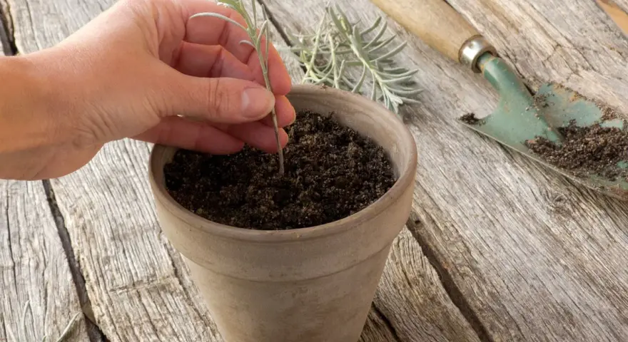 Main d'une personne plantant une jeune pousse de lavande dans un pot en terre cuite. Outil de jardinage à proximité.