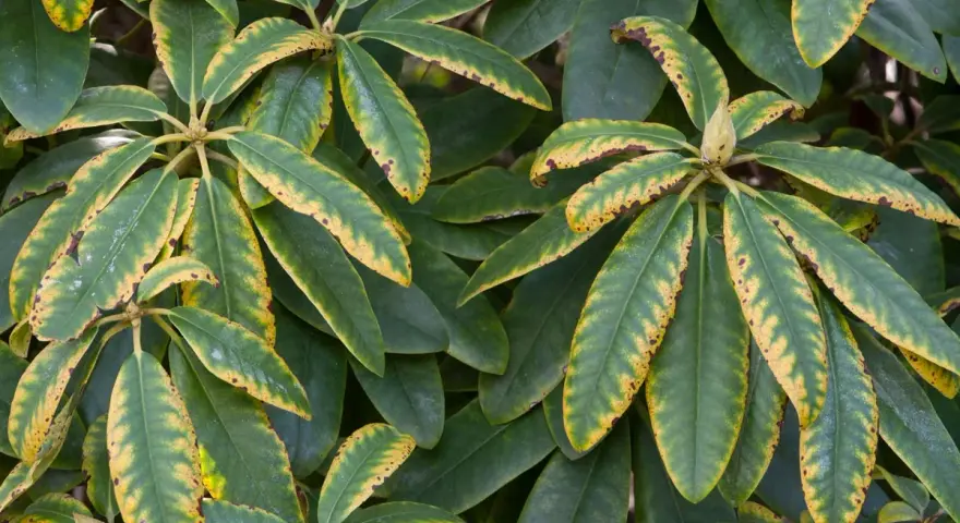 Feuilles de rhododendron atteintes d'une maladie, présentant des taches jaunes et brunes sur les bords.