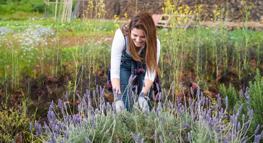 Une femme souriante s'occupe de la taille de lavande dans un champ fleuri.