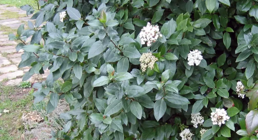 Gros plan sur un laurier tin en pleine floraison, ses feuilles persistantes d'un vert profond contrastent avec ses grappes de petites fleurs blanches.
