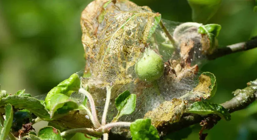 Nid de chenille sur pommier. Un traitement naturel est nécessaire pour protéger l'arbre.