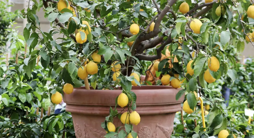 Un citronnier en pot, prêt à greffer, porte de nombreux fruits jaunes mûrs et des fleurs.