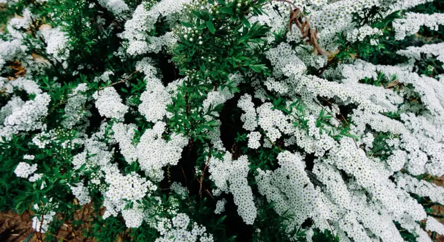 Un buisson de spirée en pleine floraison, ses grappes de petites fleurs blanches contrastent avec le feuillage vert. Une taille adéquate permettrait de mettre en valeur sa forme naturelle.