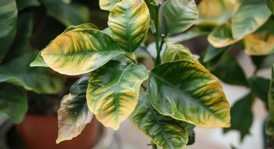 Les feuilles du citronnier se recroquevillent, montrant des marbrures jaunes et vertes. Un citron jaune est visible en bas.