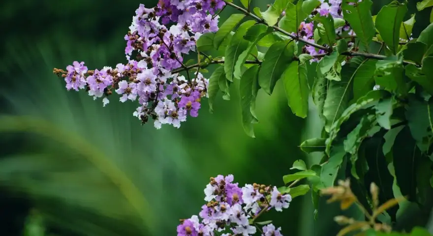 Grappes de fleurs mauves et blanches sur une branche de lagerstroemia, avec des feuilles vertes luxuriantes en arrière-plan.
