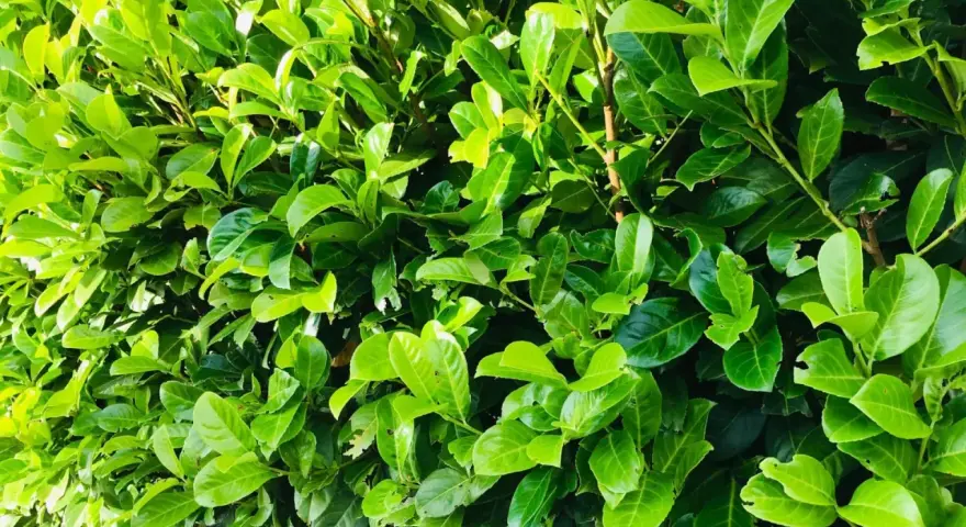 Gros plan sur un feuillage dense et vert, typique d'une bouture de laurier cerise. Les feuilles luisantes forment un mur végétal.