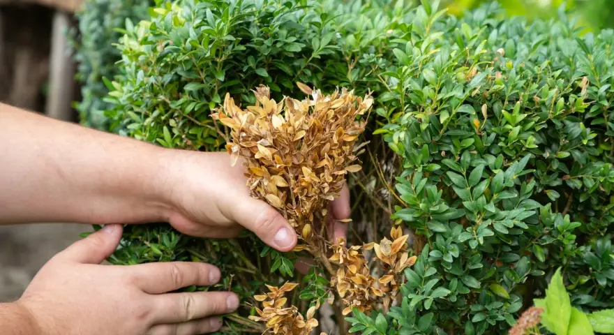 Mains retirant des branches mortes d'un buis. C'est le bon moment pour savoir quand tailler les buis et éliminer les parties malades.