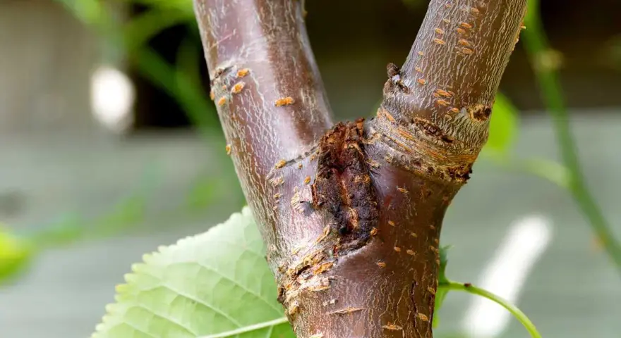 Gros plan sur un chancre d'arbre, une plaie sombre sur l'écorce brune, avec une feuille verte floue à gauche.