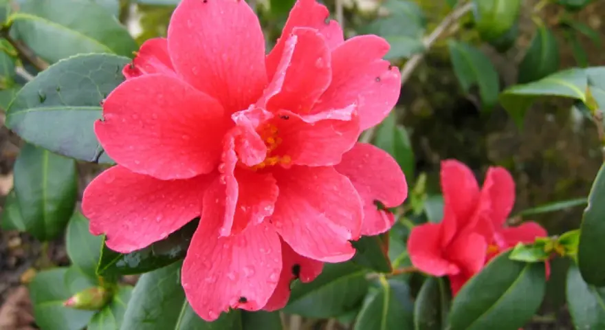 Une belle bouture camélia rose vif, ornée de gouttelettes d'eau, s'épanouit parmi ses feuilles vertes.