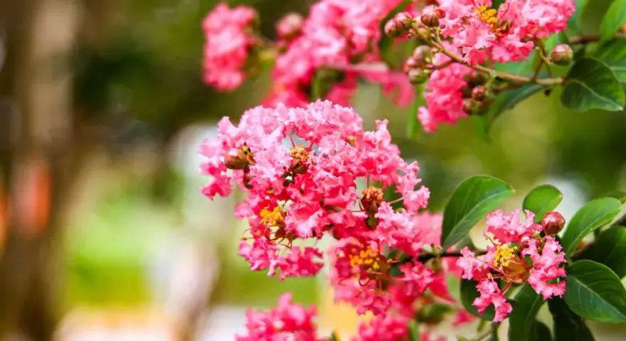 Grappes de fleurs roses vives du lilas des Indes (Lagerstroemia indica), avec des feuilles vertes et un arrière-plan flou.