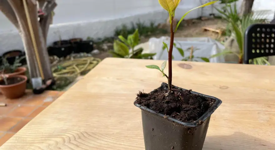 Jeune plant d'avocatier avec une tige trop longue, en pot sur une table en bois.