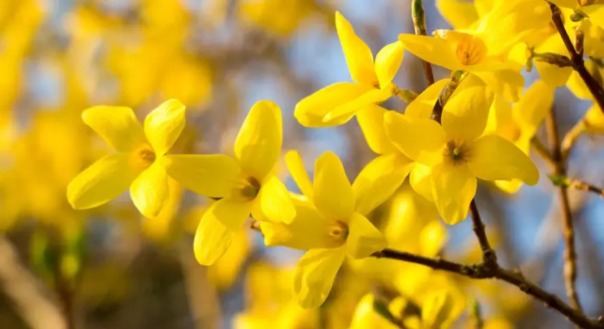 Bouture forsythia en pleine floraison, ses fleurs jaunes éclatantes illuminent le printemps.