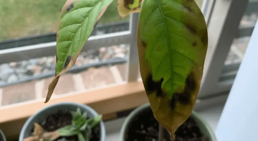 Une feuille d'avocatier montre des taches brunes et des bords secs, signe de stress ou de maladie.