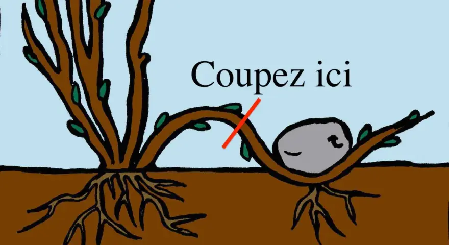 Illustration du marcottage du noisetier : une branche courbée vers le sol, avec une indication "Coupez ici" et une pierre pour maintenir la branche.