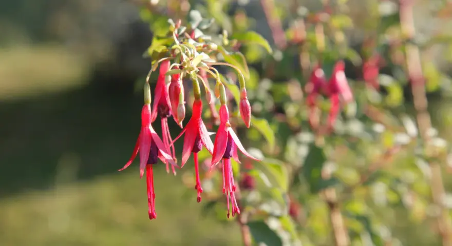 Grappe de fleurs de plante fuchsia aux teintes roses et violettes, suspendues comme des clochettes.