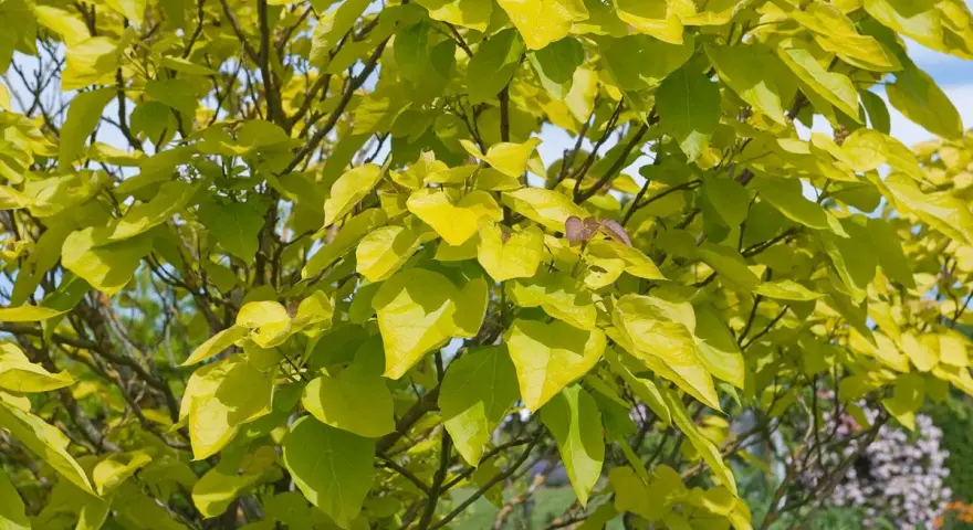Feuillage doré d'un catalpa, ses feuilles lumineuses captent la lumière du soleil. La taille de cet arbre est idéale pour un jardin.